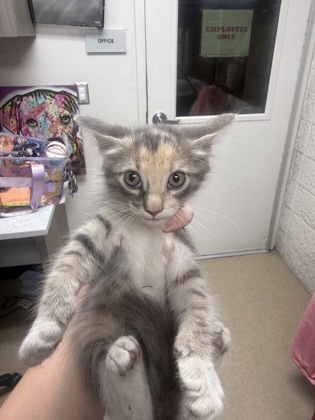 Shelter Stray Female Cat last seen Near MARTIN ST, East District, TX, 355 Hillshire Dr, Haslet, TX 76052, USA