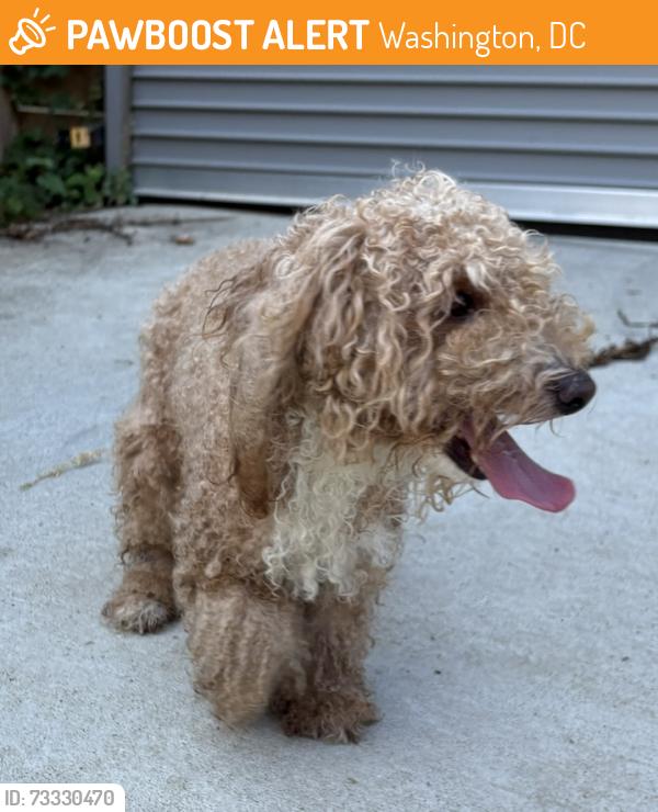 Found/Stray Male Dog last seen Near T St SE Alleyway, Washington, DC 20020