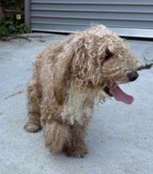Found/Stray Male Dog last seen Near T St SE Alleyway, Washington, DC 20020