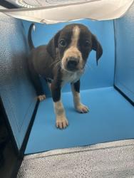 Shelter Stray Male Dog last seen Near Asheville Hwy, Knox County ASO, TN, 3201 Division St, Knoxville, TN 37919, USA