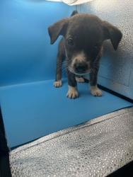 Shelter Stray Male Dog last seen Near Asheville Hwy, Knox County ASO, TN, 3201 Division St, Knoxville, TN 37919, USA