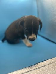 Shelter Stray Male Dog last seen Near Asheville Hwy, Knox County ASO, TN, 3201 Division St, Knoxville, TN 37919, USA