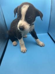 Shelter Stray Male Dog last seen Near Asheville Hwy, Knox County ASO, TN, 3201 Division St, Knoxville, TN 37919, USA