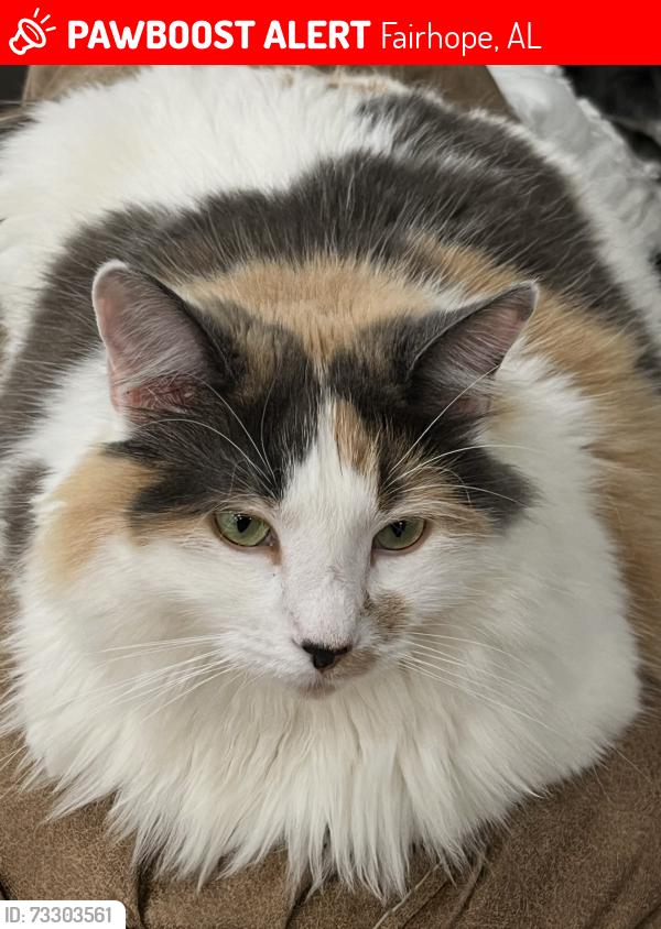 Lost Female Cat last seen Thompson Hall, Fairhooe, Fairhope, AL 36532
