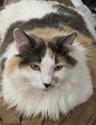 Lost Female Cat last seen Thompson Hall, Fairhooe, Fairhope, AL 36532