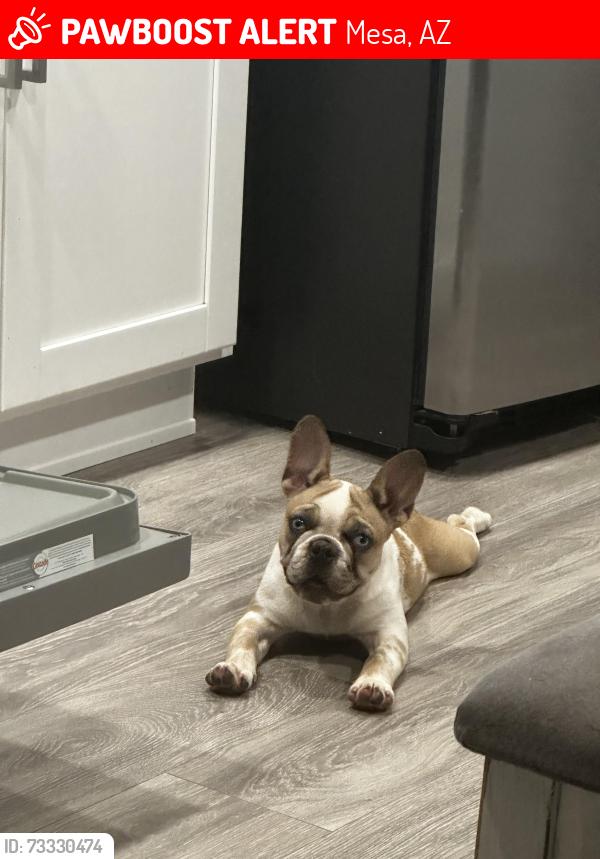 Lost Female Dog last seen Dobson and University, Mesa, AZ 85201
