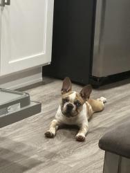 Lost Female Dog last seen Dobson and University, Mesa, AZ 85201