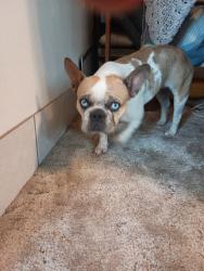 Reunited Female Dog last seen Near E University Dr, Tempe, AZ 85288, USA, Tempe, AZ 85288