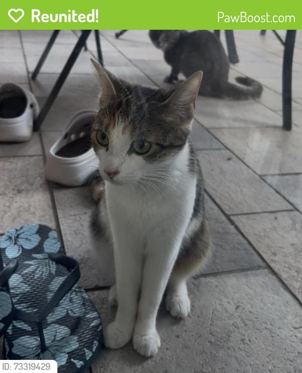 Reunited Female Cat last seen Like on rue Baffin, whatever cross road there is, Dollard-des-Ormeaux, QC 