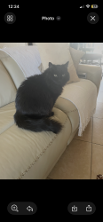 Lost Female Cat last seen Poinciana and apple tree, Tucson, AZ 85730