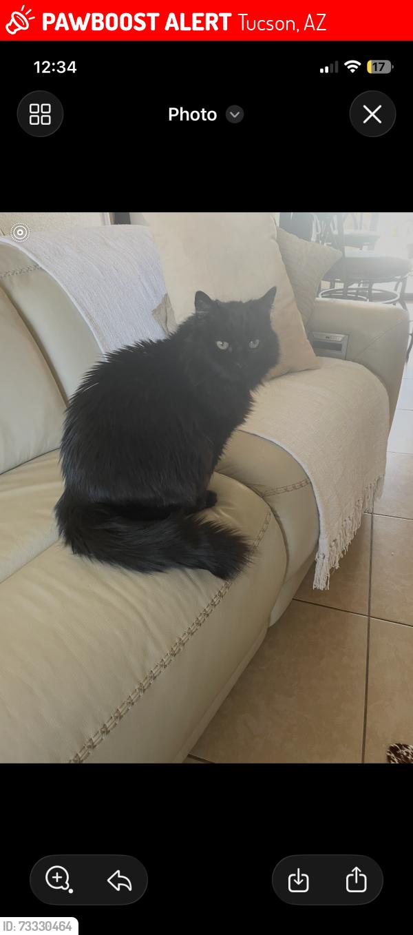 Lost Female Cat last seen Poinciana and apple tree, Tucson, AZ 85730
