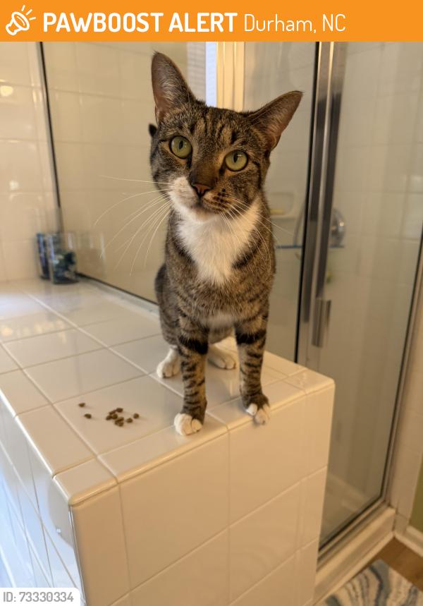 Found/Stray Female Cat last seen Copper Creek Neighborhood, Woodcroft Parkway, Durham, NC 27713