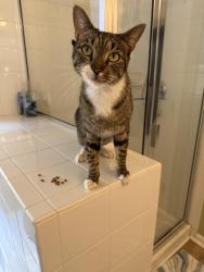 Found/Stray Female Cat last seen Copper Creek Neighborhood, Woodcroft Parkway, Durham, NC 27713