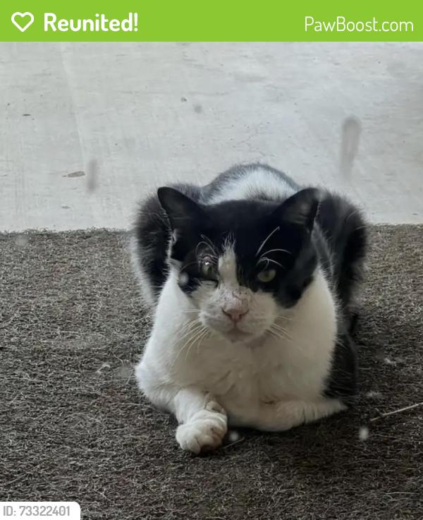 Reunited Male Cat last seen Decordova, Granbury, TX 76049