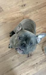 Lost Male Dog last seen Claiborne , Clara & Jackson, New Orleans, LA 70113
