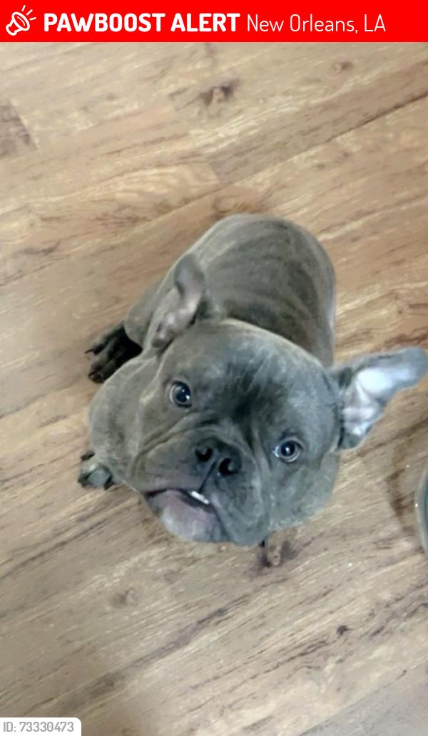 Lost Male Dog last seen Claiborne , Clara & Jackson, New Orleans, LA 70113