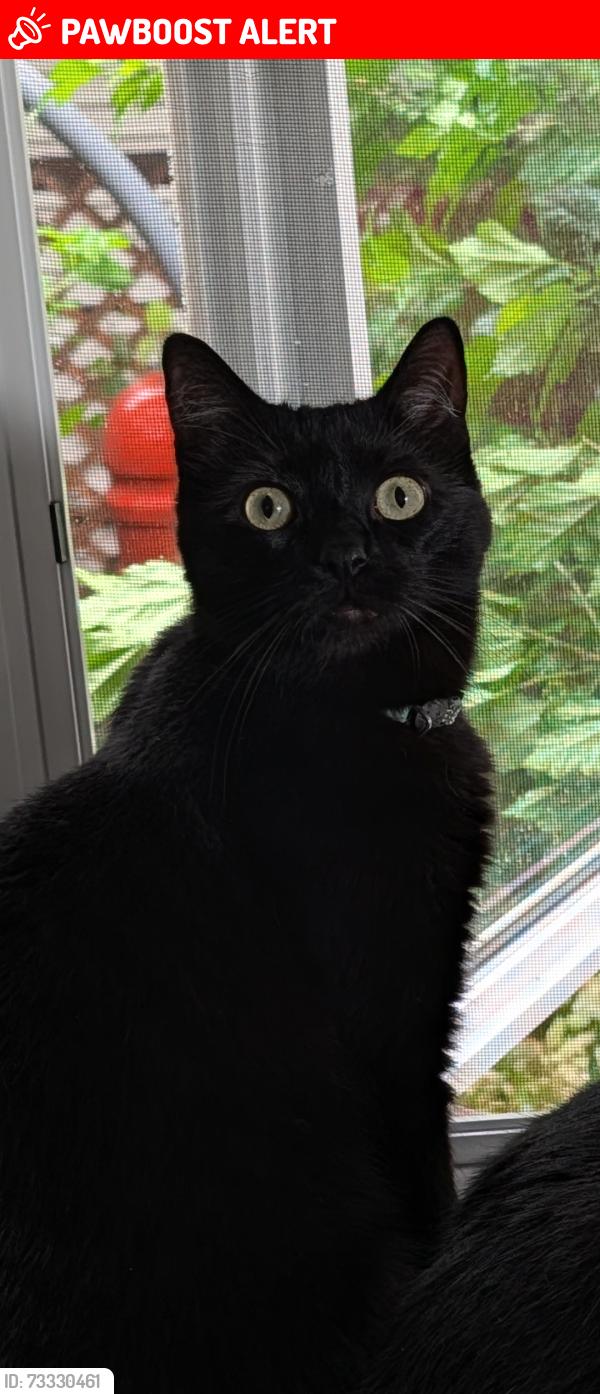 Lost Male Cat last seen McLean & Fairfield, Melrose Park, Leyden Township, IL 60164