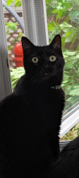 Lost Male Cat last seen McLean & Fairfield, Melrose Park, Leyden Township, IL 60164