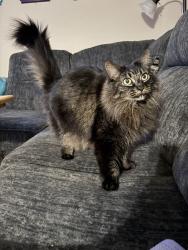 Lost Female Cat last seen Farm Hill and Jefferson near tennis court, Redwood City, CA 94061
