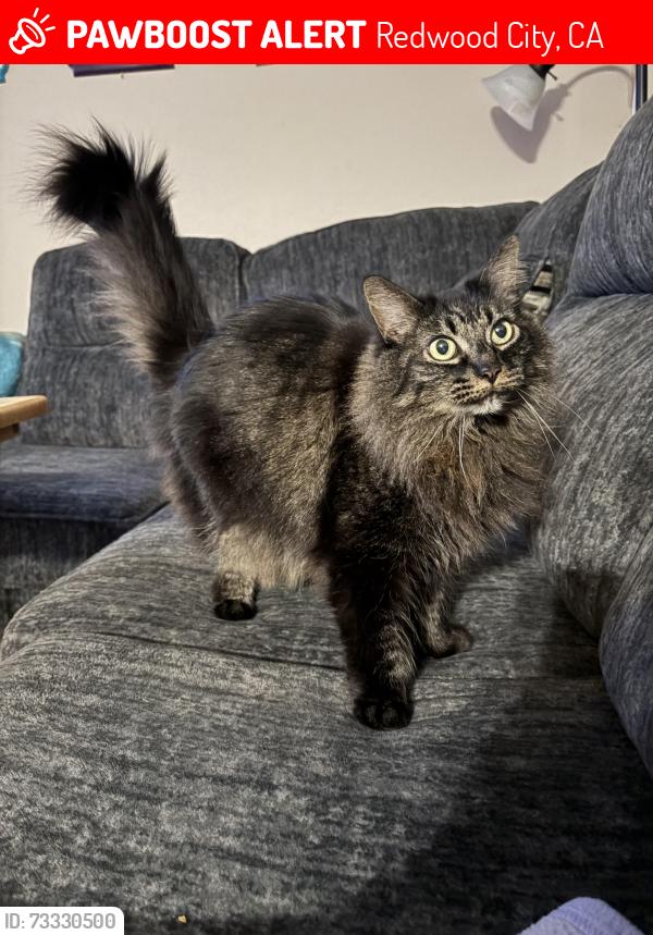 Lost Female Cat last seen Farm Hill and Jefferson near tennis court, Redwood City, CA 94061