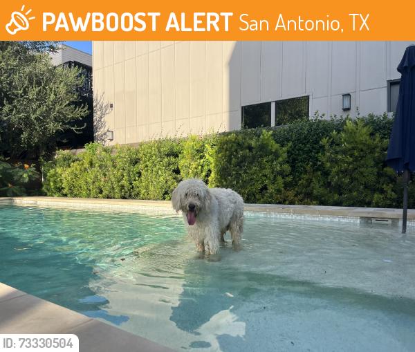 Found/Stray Unknown Dog last seen Pearl Brewery, San Antonio, TX 78212