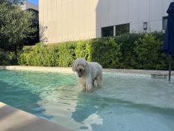Found/Stray Unknown Dog last seen Pearl Brewery, San Antonio, TX 78212