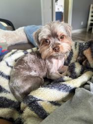 Lost Male Dog last seen Wayside rd raeford nc 28376, Hoke County, NC 28376