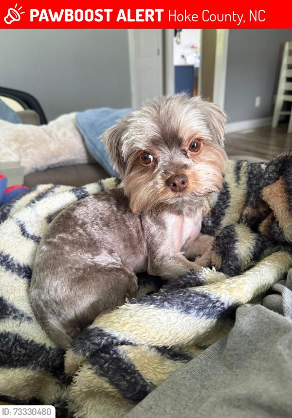 Lost Male Dog last seen Wayside rd raeford nc 28376, Hoke County, NC 28376