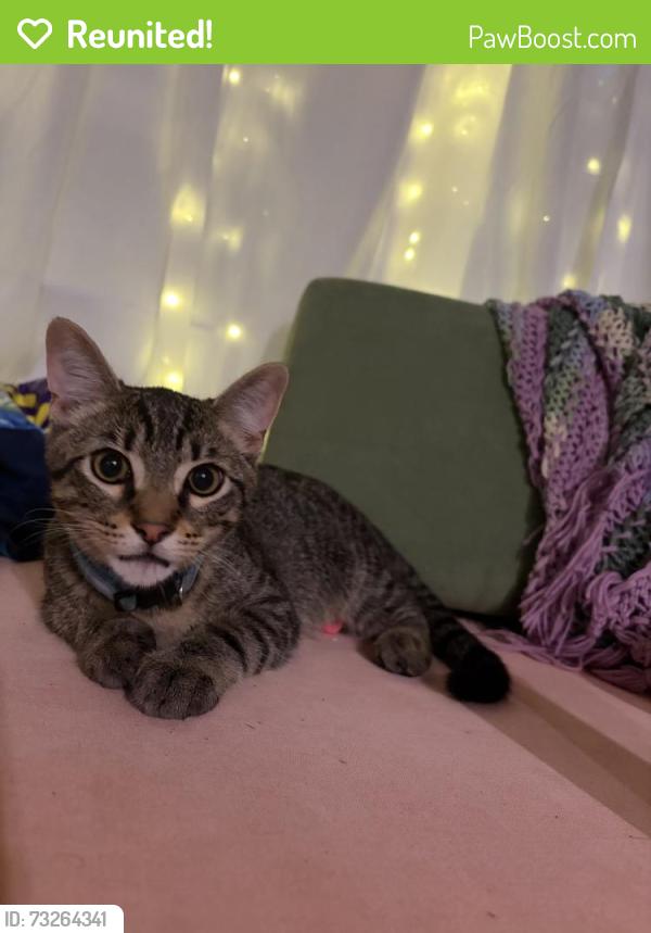 Reunited Male Cat last seen Near FM 1488, Conroe, TX 77384, USA, Conroe, TX 77384