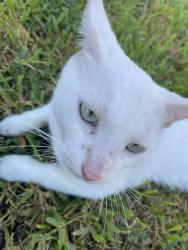 Found/Stray Male Cat last seen Heritage Trce area near back of the neighborhood, Houston, TX 77038
