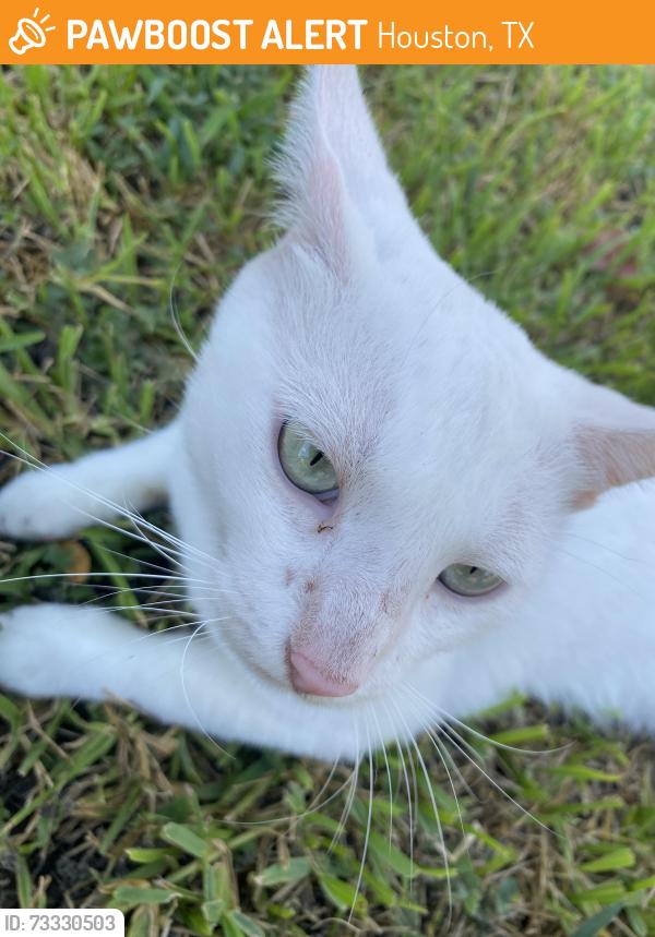 Found/Stray Male Cat last seen Heritage Trce area near back of the neighborhood, Houston, TX 77038