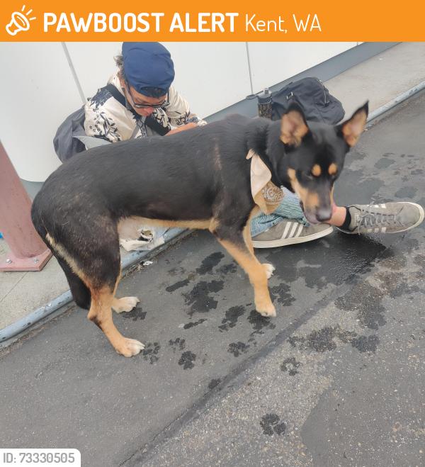 Found/Stray Male Dog last seen James, Kent, WA 98032
