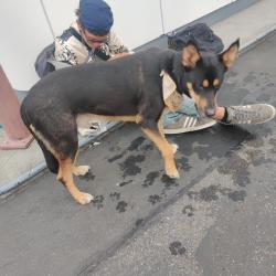 Found/Stray Male Dog last seen James, Kent, WA 98032