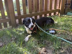 Found/Stray Male Dog last seen In Matthews Plantation neighborhood, Matthews, NC 28105