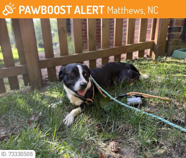 Found/Stray Male Dog last seen In Matthews Plantation neighborhood, Matthews, NC 28105