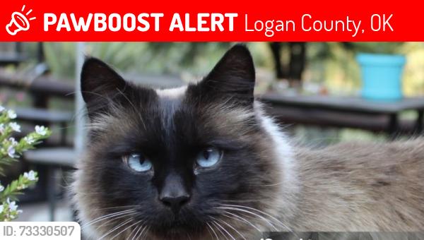 Lost Male Cat last seen Douglas and charter oak, Logan County, OK 73044