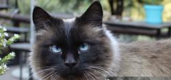 Lost Male Cat last seen Douglas and charter oak, Logan County, OK 73044