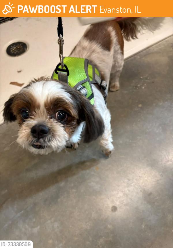 Found/Stray Male Dog last seen Central and Stewart, Evanston, IL 60201