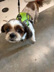 Found/Stray Male Dog last seen Central and Stewart, Evanston, IL 60201