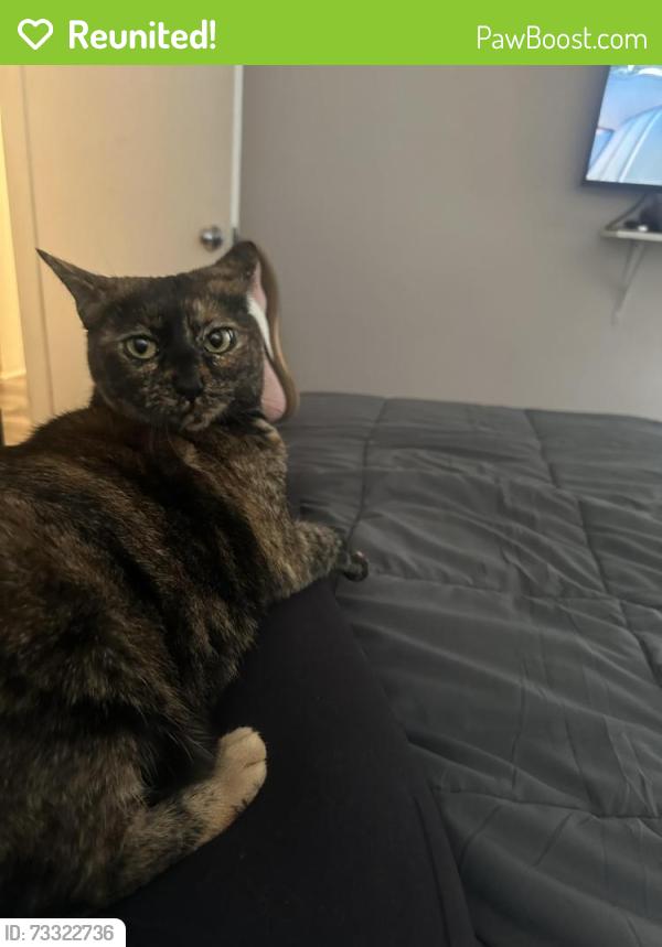 Reunited Female Cat last seen Forestdale grand, Glendora, CA 91741