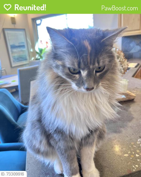 Reunited Female Cat last seen King Mountain Neighborhood, Bellingham, WA 98226