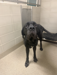 Shelter Stray Female Dog last seen Near Haygood Road, firestation, VIRGINIA BEACH, VA, 23455, 341 S Birdneck Rd, Virginia Beach, VA 23451, USA
