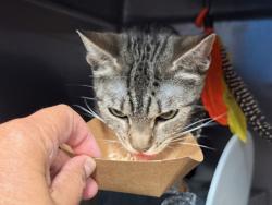 Shelter Stray Female Cat last seen Near E 198 Street, BRONX, NY, 10458, 326 E 110th St, New York, NY 10029, USA