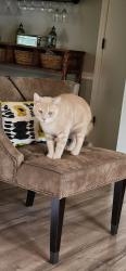 Reunited Male Cat last seen Old meadow 28227, Charlotte, NC 28227