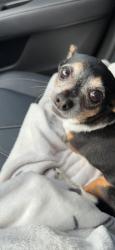 Reunited Female Dog last seen By the neighborhood parkin Bahia Oak Bend, Fort Bend County, TX 77423