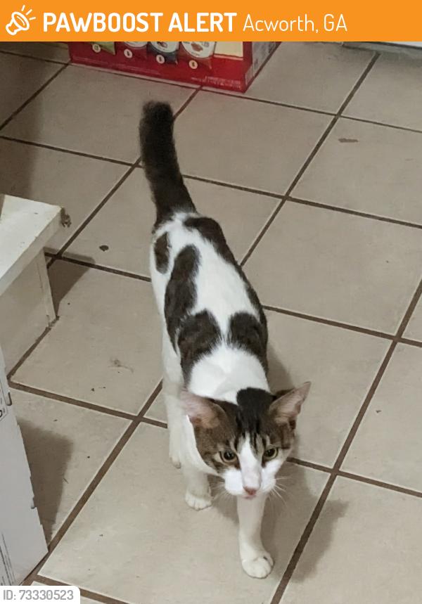 Found/Stray Male Cat last seen Logan farm Park, Acworth, GA 30101