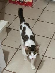 Found/Stray Male Cat last seen Logan farm Park, Acworth, GA 30101