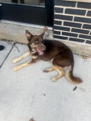 Found/Stray Female Dog last seen Grand and Damen near Dark Matter Coffee, Chicago, IL 60622