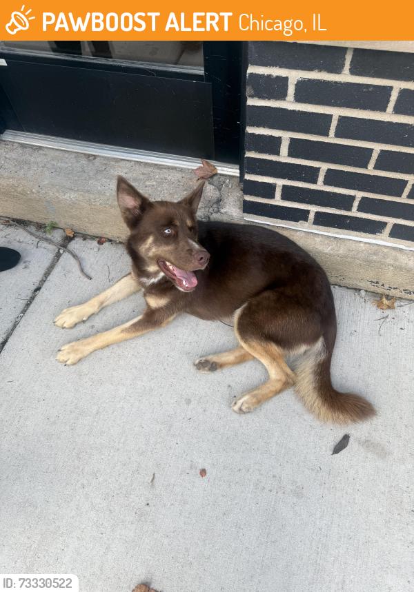 Found/Stray Female Dog last seen Grand and Damen near Dark Matter Coffee, Chicago, IL 60622