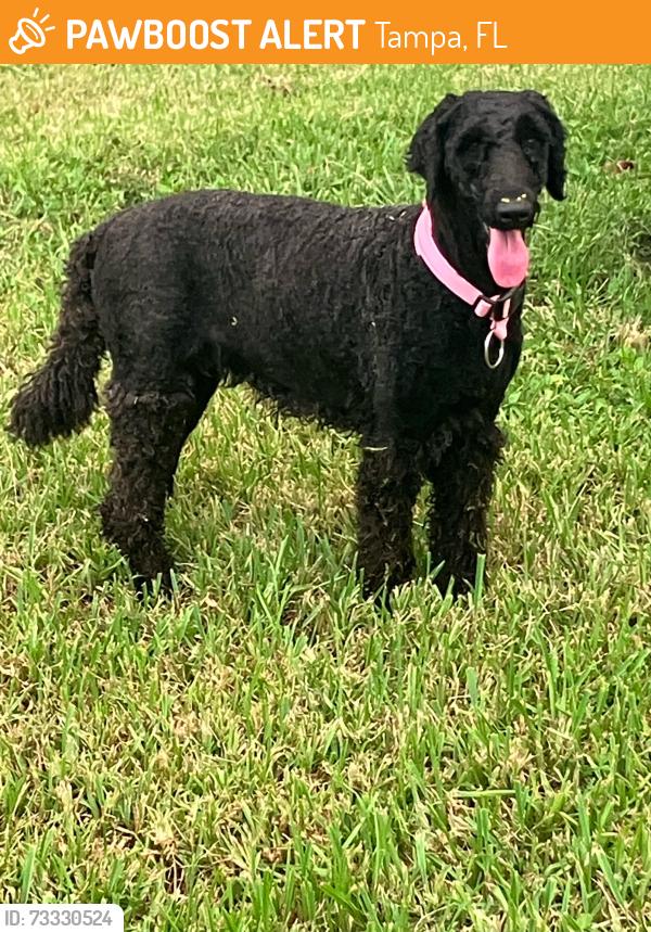 Found/Stray Female Dog last seen Erna Drive & Armenia Ave, Tampa, FL 33603